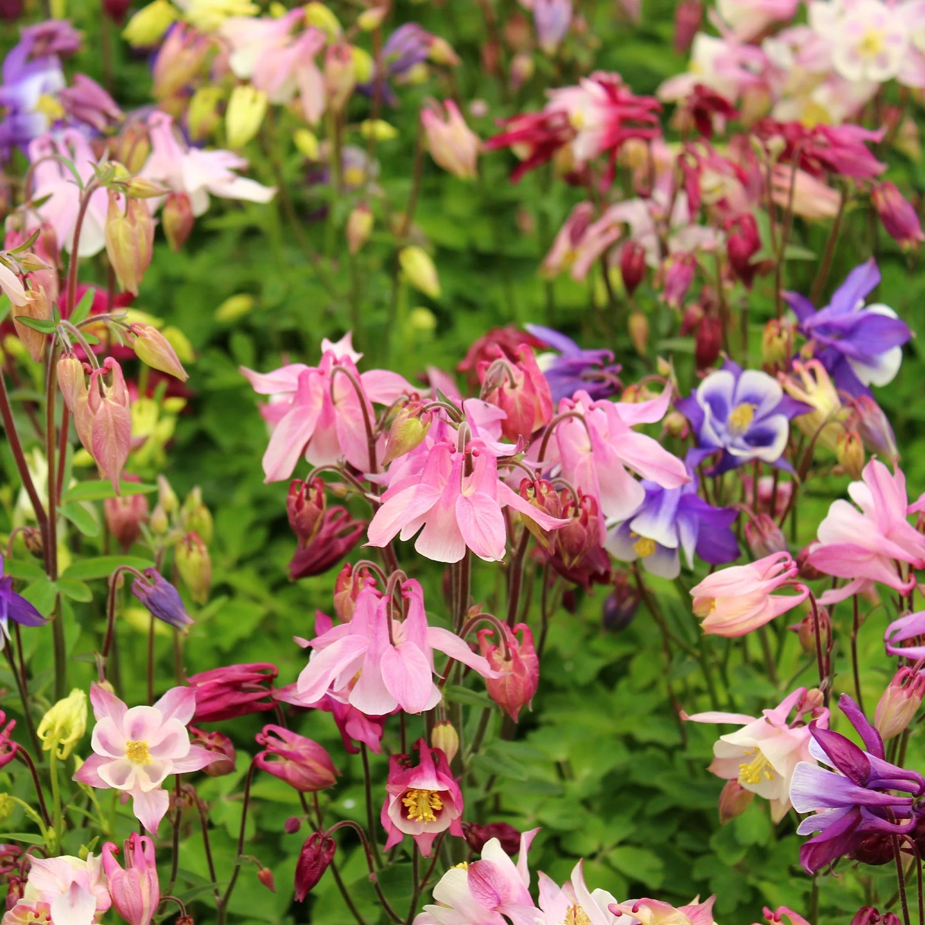Columbine Biedermeier Flower Seeds for Planting - 100 - Biedermeier for planting in home garden